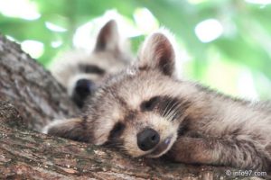 racoon-2015-06