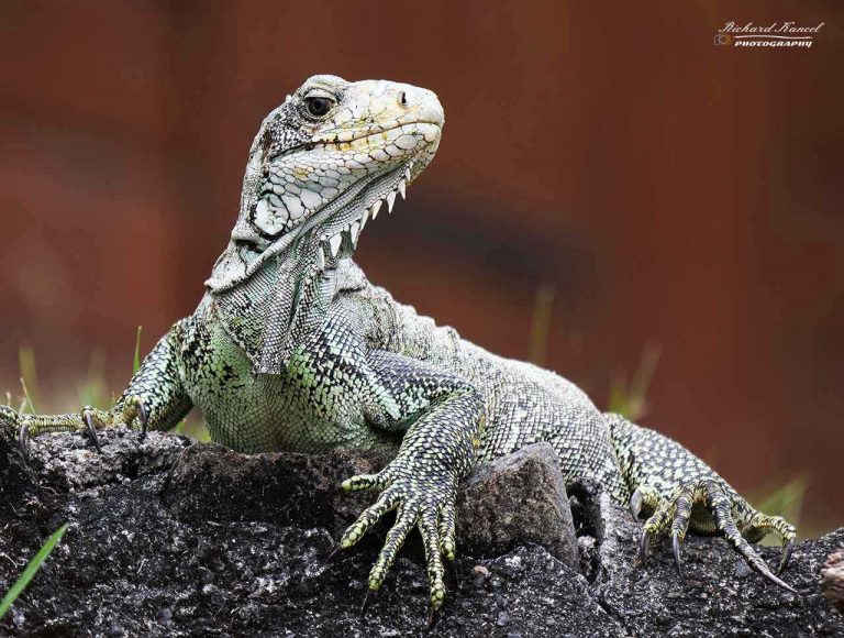 iguane-1