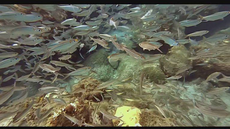 Video thumbnail for youtube video -hljgdntu00