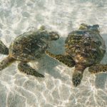 Tortue Guadeloupe